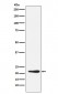 GDF3 Antibody